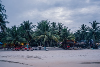 beach chairs near green coconut trees under white and gray skies